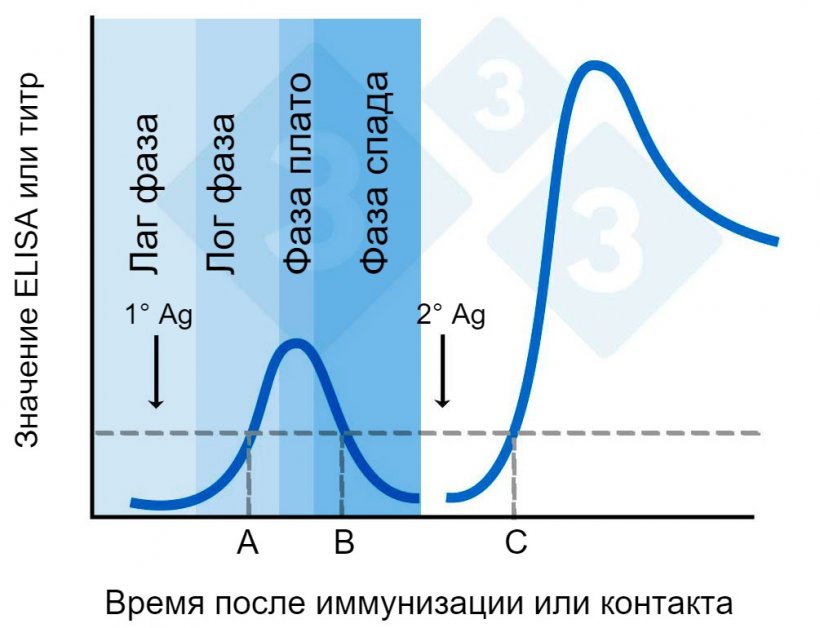 Рисунок 2. Значение ELISA или титр во времени после иммунизации.
